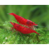 Krewetka Red czerwona