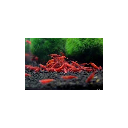 Krewetka Red czerwona