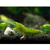 Krewetka green