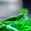 Krewetka green