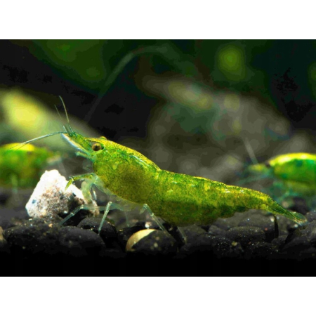 Krewetka green
