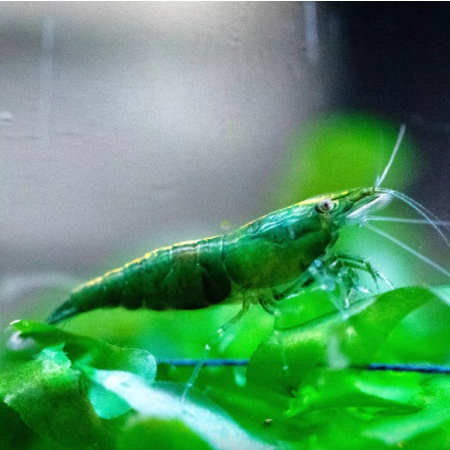 Krewetka green