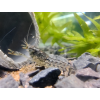 Rak Cambarellus texanus