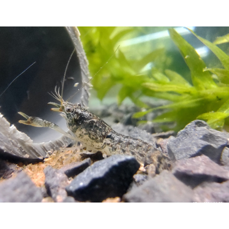 Rak Cambarellus texanus