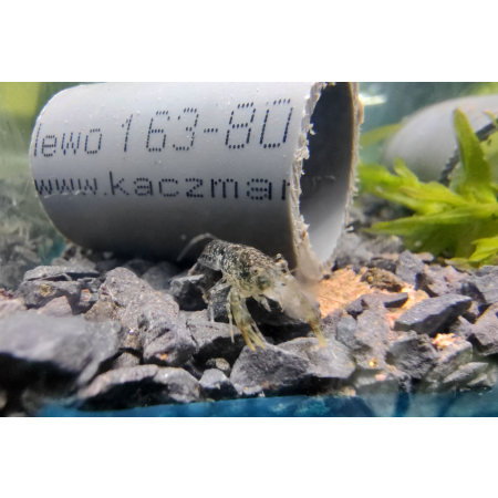 Rak Cambarellus texanus