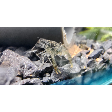 Rak Cambarellus texanus