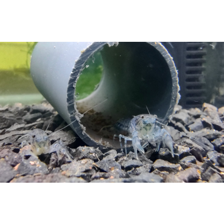Rak Cambarellus texanus