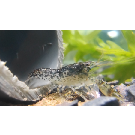 Rak Cambarellus texanus