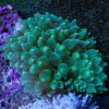 ENTACMAEA QUADRICOLOR