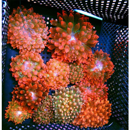 ENTACMAEA QUADRICOLOR