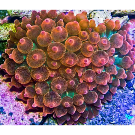 ENTACMAEA QUADRICOLOR