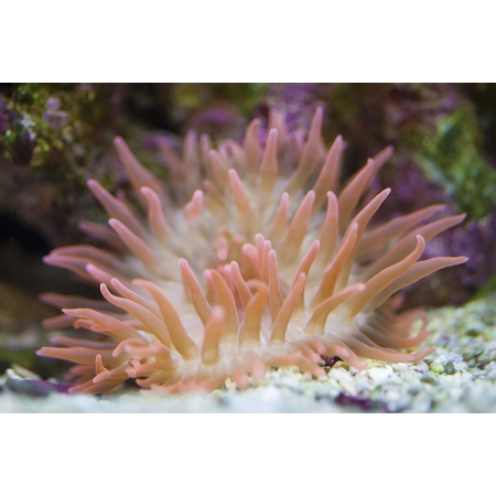 ENTACMAEA QUADRICOLOR