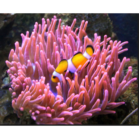 ENTACMAEA QUADRICOLOR