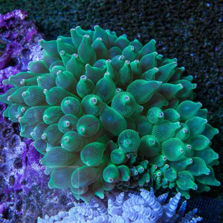 ENTACMAEA QUADRICOLOR