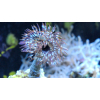 SABELLASTARTE  spp.   Rurówka  ZIELONE