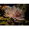 SABELLASTARTE  spp.   Rurówka  ZIELONE