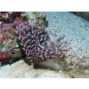 SABELLASTARTE  spp.   Rurówka  ZIELONE
