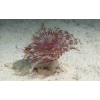 SABELLASTARTE  spp.   Rurówka  ZIELONE