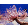 SABELLASTARTE  spp.   Rurówka  ZIELONE