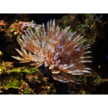 SABELLASTARTE  spp.   Rurówka  ZIELONE
