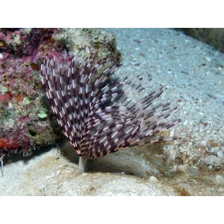 SABELLASTARTE  spp.   Rurówka  ZIELONE