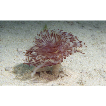 SABELLASTARTE  spp.   Rurówka  ZIELONE