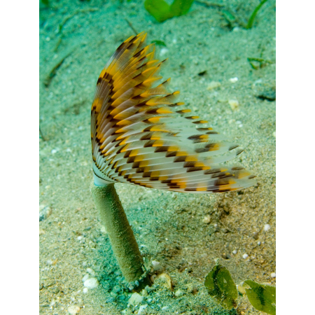SABELLASTARTE  spp.   Rurówka  ZIELONE